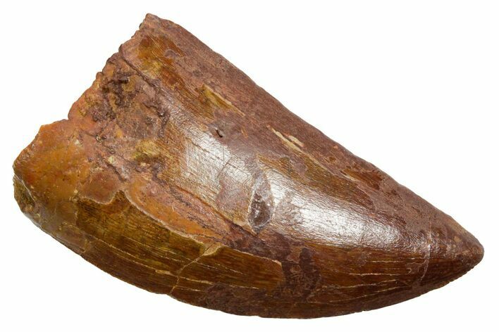 Bargain, Carcharodontosaurus Tooth - Real Dinosaur Tooth #351645